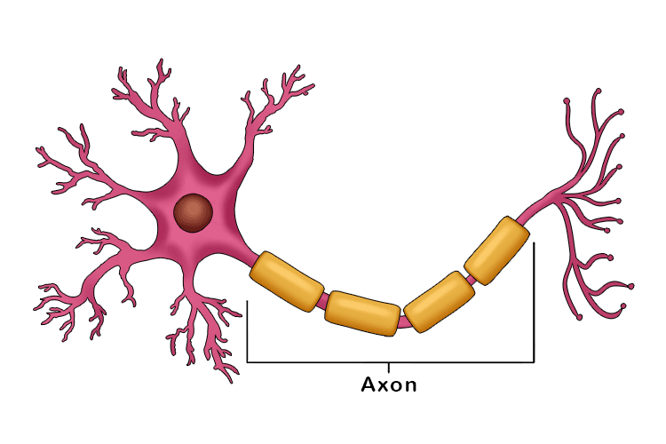 the long thread like portion of the nerve cell that transmits electrical signals